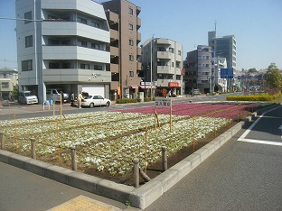 街路樹植栽工事